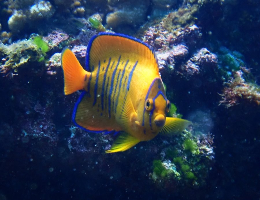 Juvenile Clarion angelfish with blue vertical bars on an orange body