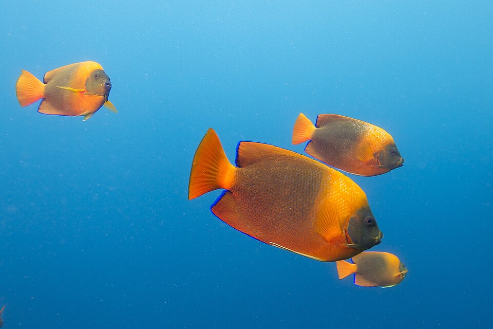 Clarion angelfish (Holacanthus clarionensis)