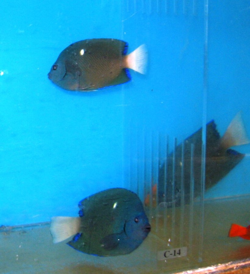 Live Clipperton angelfish (Holacanthus limbaughi) in an aquarium holding tank