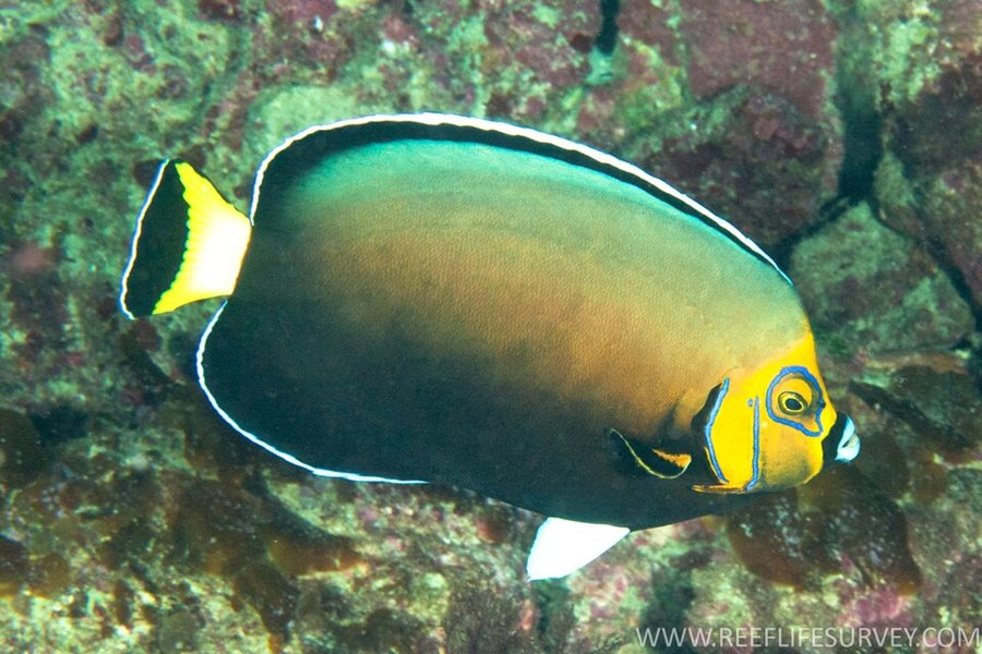 Adult conspicuous angelfish (Chaetodontoplus conspicillatus) on a reef at Lord Howe Island