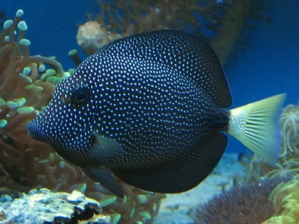 Gem tang (Zebrasoma gemmatum)